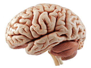 Human Brain Anatomy Illustration    D Model   Detailed View