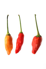 A group of fresh cayenne peppers, also known as Cabai rawit, cili padi, siling labuyo, phrik khi nu, Tabasco chili pepper, or bird's eye chili pepper, arranged in a row, isolated on a white background