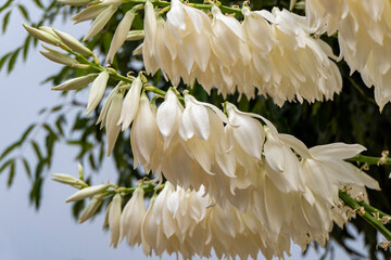 A cascade of white flowers of Yucca