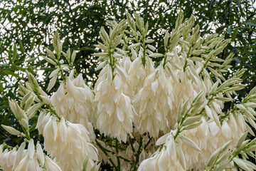 A cascade of white flowers of Yucca