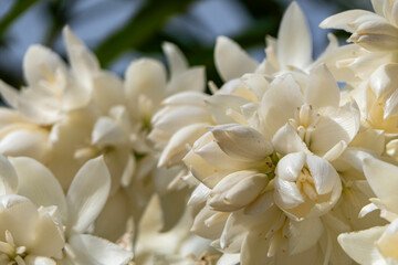 A cascade of white flowers of Yucca