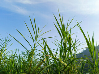 Naklejka premium green grass in the fresh morning photo background nature 