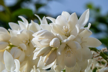 A cascade of white flowers of Yucca