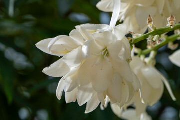 A cascade of white flowers of Yucca