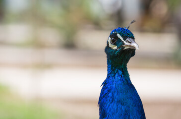 Obraz premium View of a peacock in the park