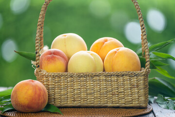 Three colors of peaches, three varieties Greenhouse Golden Peach,Yamanashi white Peach andHakuho pink Peach on  green bokeh background.