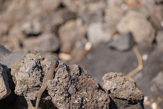 Blight Lizard basking on rocky terrain in natural habitat