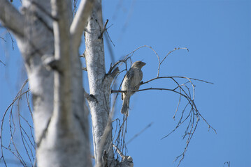 bird on a fence