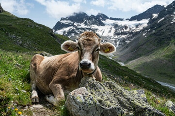 cow on the mountain
