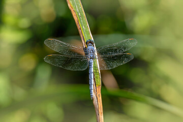 dragonfly on a branch