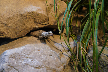 lizard on the rock