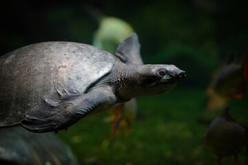 turtle swimming in a pond