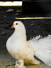 white duck in the farm