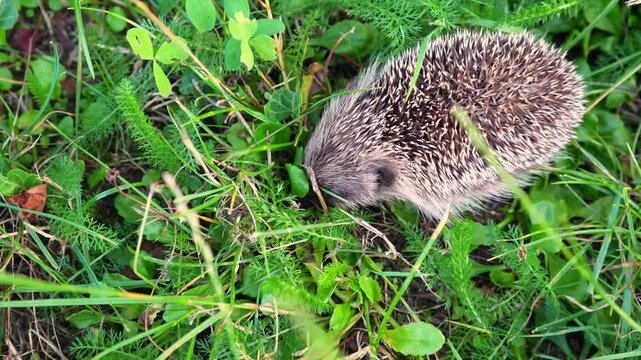 A delightful and cute little hedgehog is happily exploring its natural habitat surrounded by vibrant green foliage