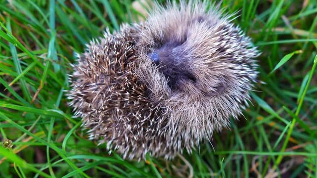 A closeup view of an adorable hedgehog nestled in lush green grass, showcasing its beautiful distinct spines