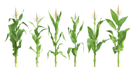 Collection corn plan isolated on transparent background for garden design.