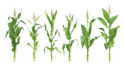 Collection corn plan isolated on transparent background for garden design.