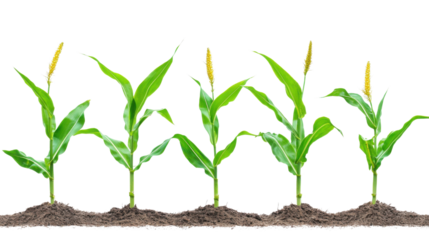 Collection corn plan isolated on transparent background for garden design.