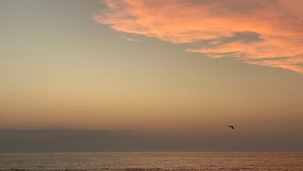 Couch&eacute; de soleil oc&eacute;an, oiseau