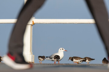 Black-headed Gull and Ruddy Turnstone Birds on a Pier