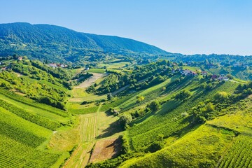 Panoramic view of vineyards in Plesivica region in Croatia