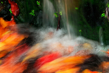 Colorful abstract water movement and vivid leaf reflections