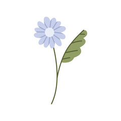 Wild flower illustration