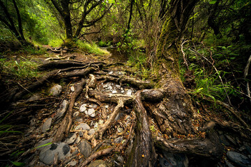 Dense forest landscape with twisted roots and lush greenery