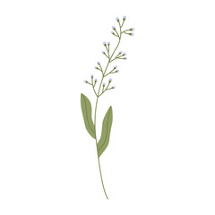 Wild flower illustration