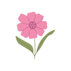 Wild flower illustration