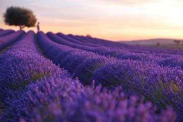 Fototapete Rund Lavender Field at Dusk with a Solitary Figure © SRITE KHATUN