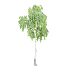 Silver birch plant on isolated Canvas