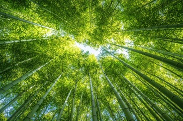 Towering Bamboo Forest Reaching Towards the Sky