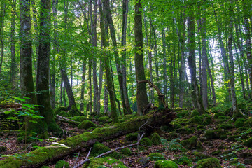 forest in the morning