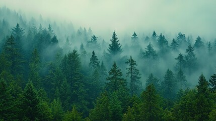 Lush Green Pine Trees in a Misty Forest with a Mysterious Atmosphere