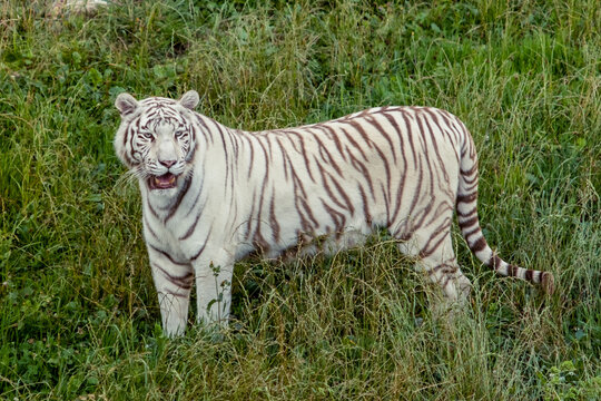 Majestic white tiger standing in lush green grass