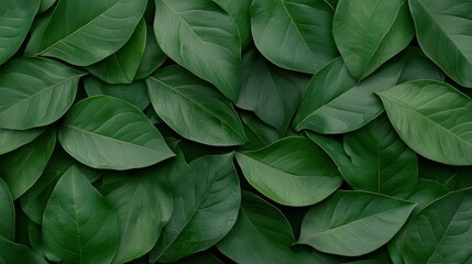 Lush green leaves create vibrant and calming backdrop, evoking sense of tranquility and connection to nature. 