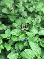 butterfly on a leaf