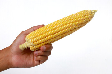 Hand Holding Fresh Sweet Corn on the Cob Isolated on White Background