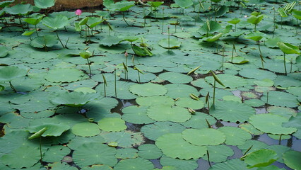 green water lilies