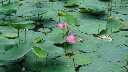 water lily in the pond