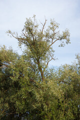 Willow tree on the background of the sky