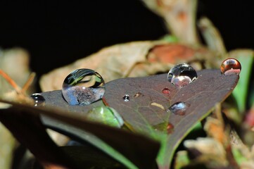 Gotas de lluvia