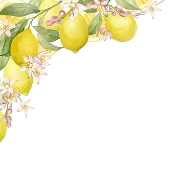 Corner of lemons, branches and lemon flowers watercolor isolated illustration. Composition of ripe yellow lemons and fragrant flowers on a white background.