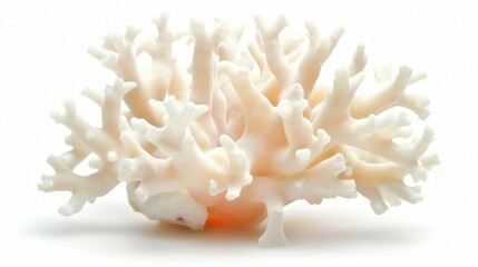 A white coral with many branches. It is a beautiful and intricate piece of art