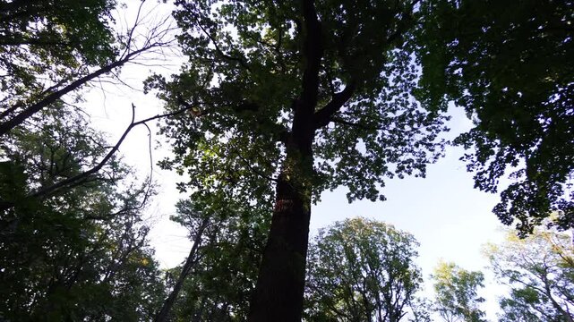 Mouvement circulaire autour d'un arbre dans la for&ecirc;t