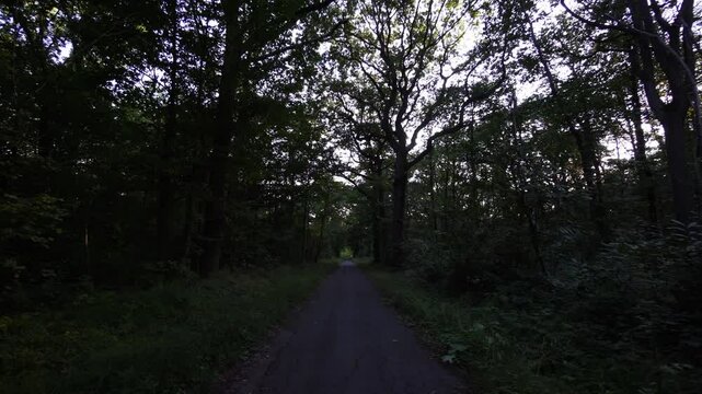 route de for&ecirc;t au cr&eacute;puscule