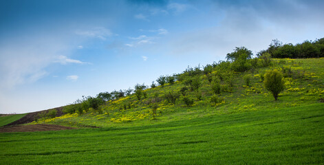 Transylvanian green landscape with agricultural filed and scattered shrubs