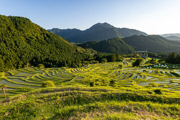 夕暮れ時の丸山千枚田