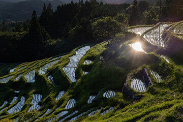 夕暮れ時の丸山千枚田